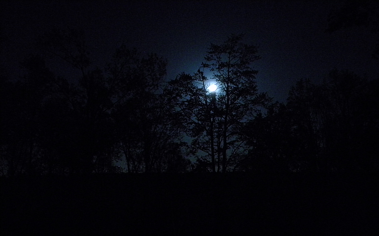 природа, деревья, темнота, ночь, леса, Луна - обои на рабочий стол