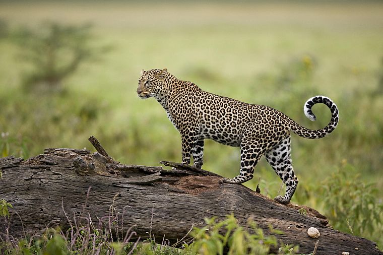 леопарды, Кения - обои на рабочий стол