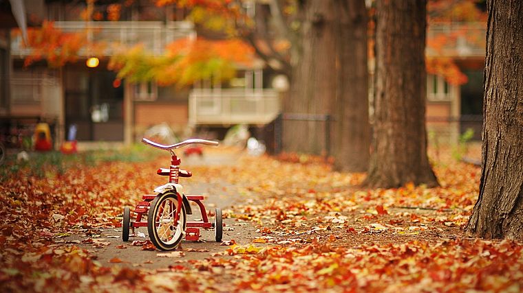 деревья, осень, улицы, листья, трехколесные велосипеды - обои на рабочий стол