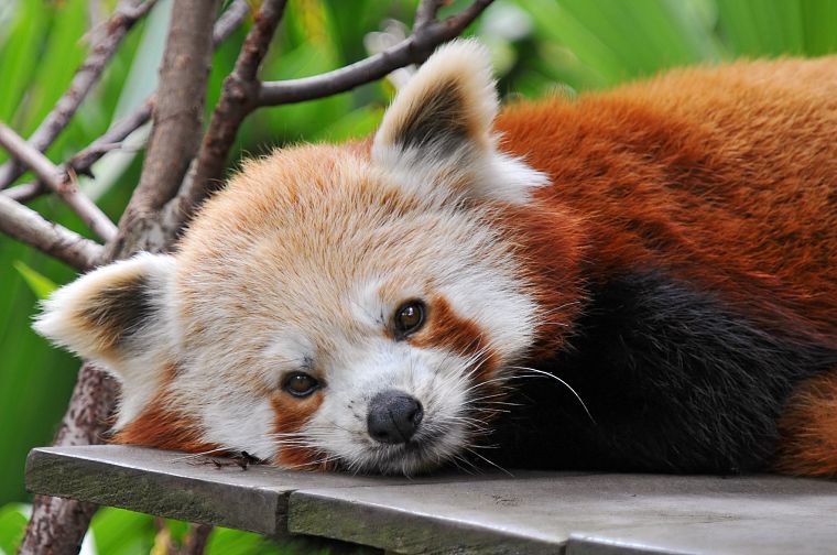 природа, животные, панд, красные панды - обои на рабочий стол