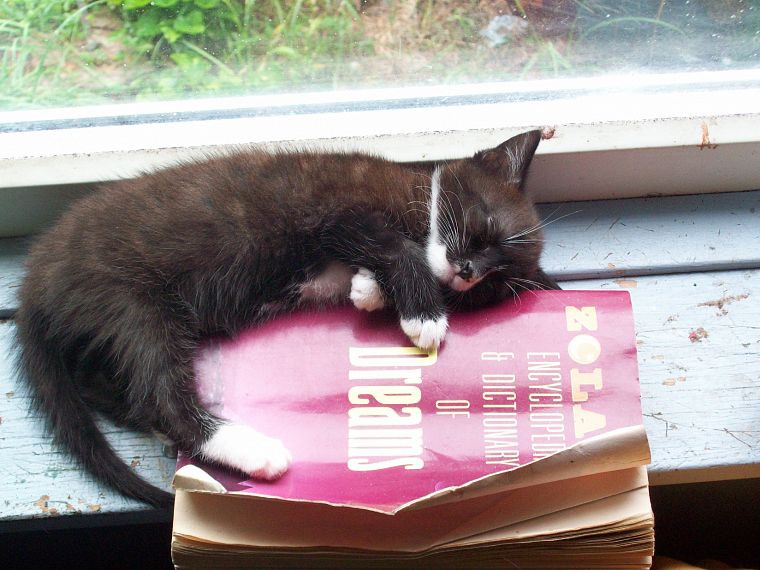 кошки, животные, книги, котята - обои на рабочий стол