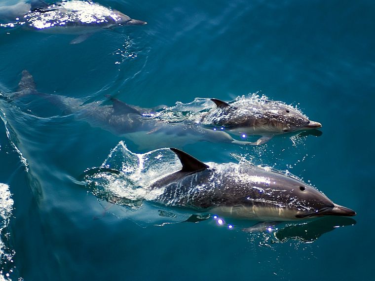 животные, рыба, дельфины - обои на рабочий стол