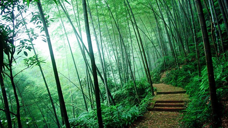 природа, деревья, леса, бамбук, пути - обои на рабочий стол