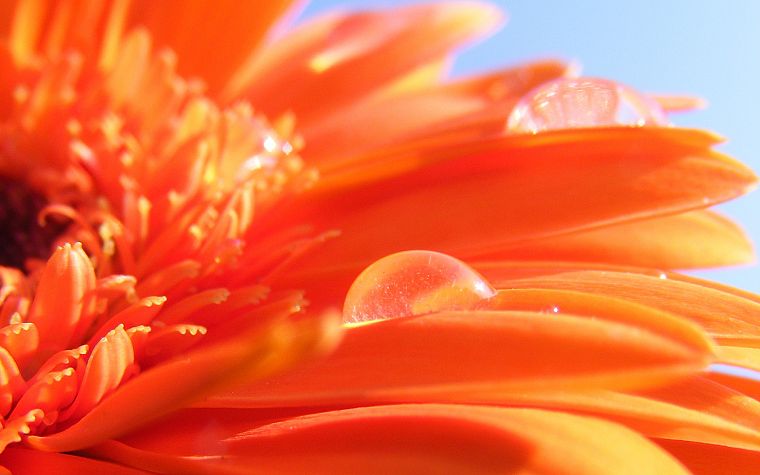 цветы, оранжевые цветы - обои на рабочий стол
