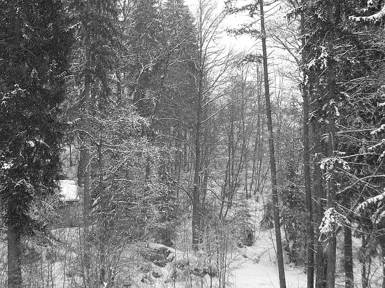 природа, зима, снег, деревья, белый, леса - обои на рабочий стол