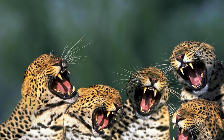 животные, открытый рот, леопарды - обои на рабочий стол
