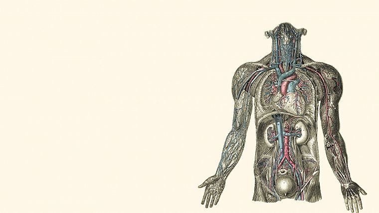 анатомия, иллюстрации, почка, сердца, человеческое тело - обои на рабочий стол