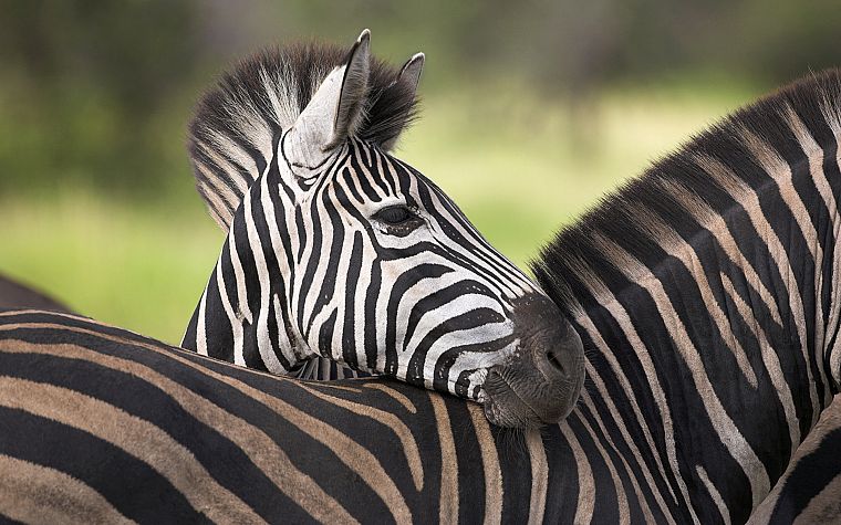 животные, зебры, Южная Африка - обои на рабочий стол