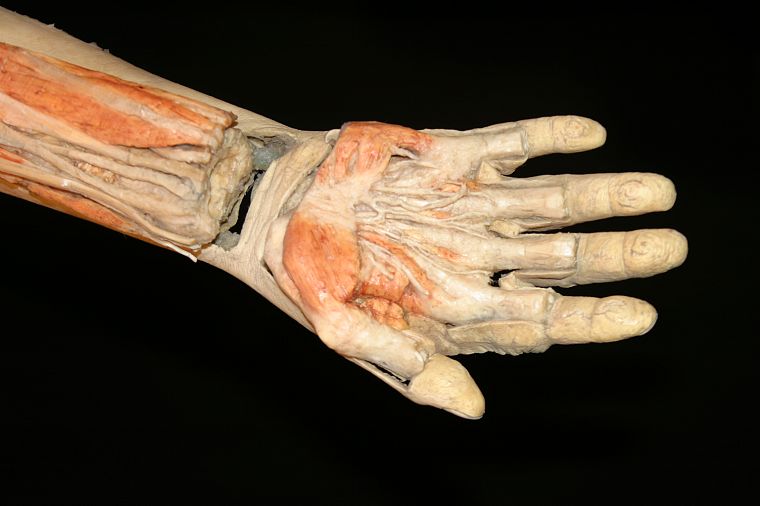 человеческая рука - обои на рабочий стол