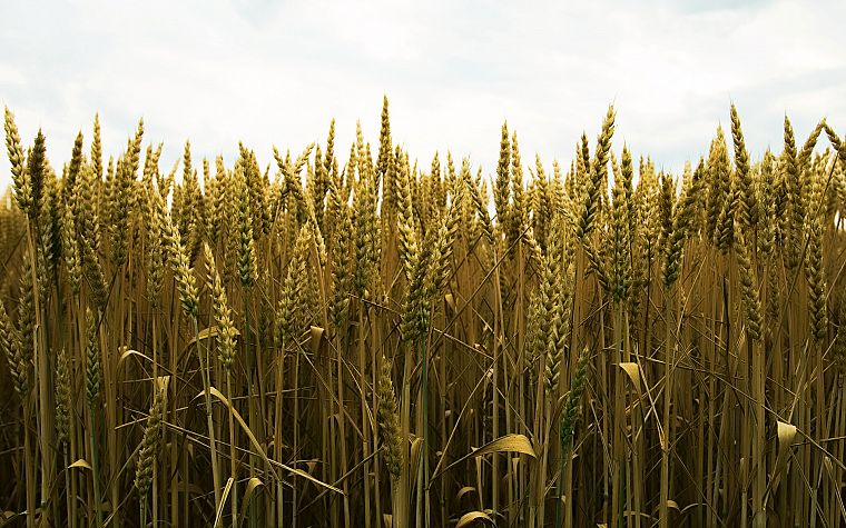 пшеница - обои на рабочий стол