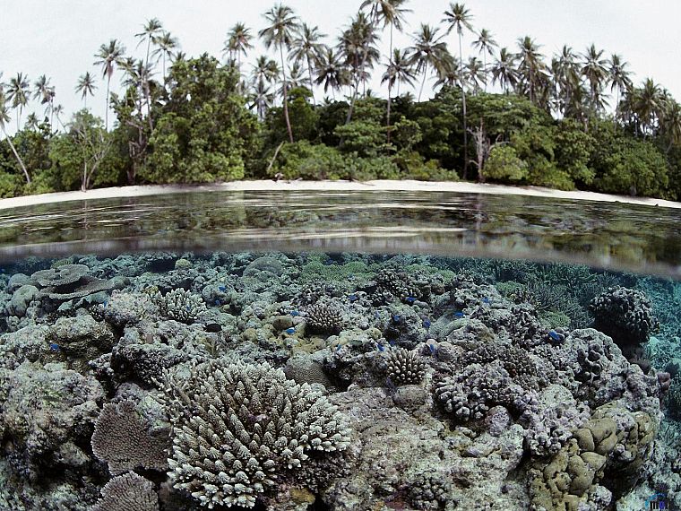 пейзажи, пальмовые деревья, под водой, коралловый риф, Соломоновы Острова, сплит- просмотр - обои на рабочий стол