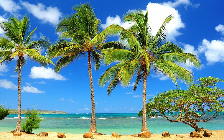 пальмовые деревья, пляжи - обои на рабочий стол