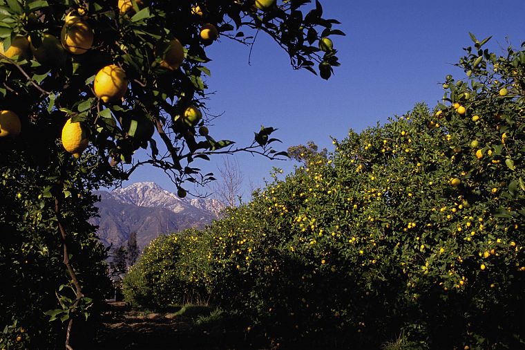 горы, природа, фрукты, Калифорния, лимоны, фруктовые деревья - обои на рабочий стол