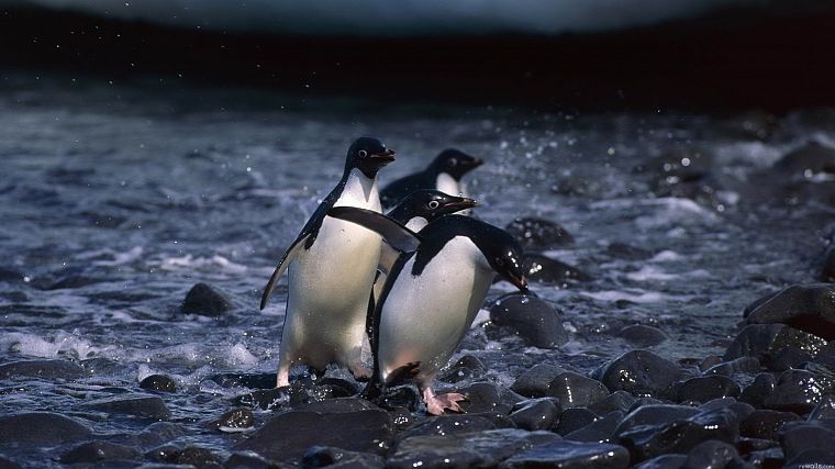 природа, птицы, пингвины - обои на рабочий стол