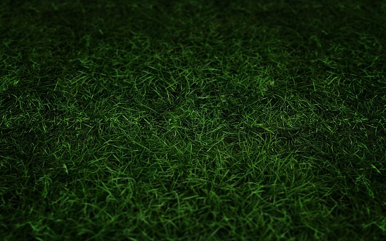 зеленый, трава - обои на рабочий стол