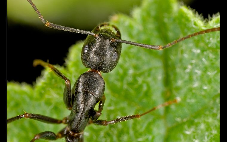 природа, лист, насекомые, муравьи - обои на рабочий стол