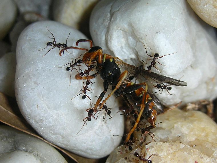 муравьи - обои на рабочий стол