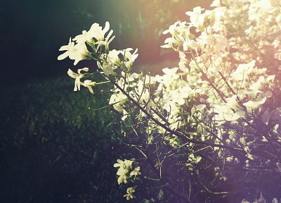 солнечный свет, белые цветы - обои на рабочий стол