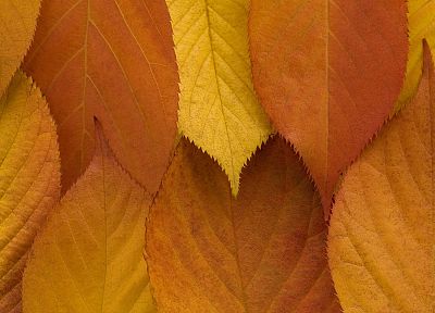 осень, листья, золотой - обои на рабочий стол