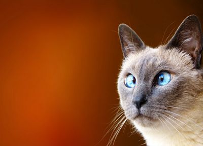 кошки, голубые глаза, животные, смешное - случайные обои для рабочего стола