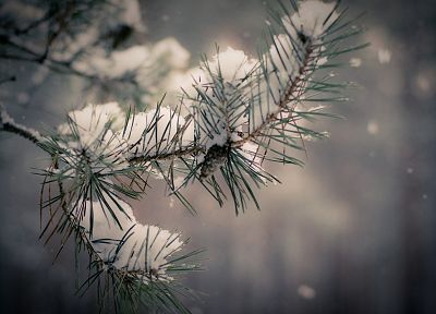 природа, зима, снег, деревья, филиалы - оригинальные обои рабочего стола