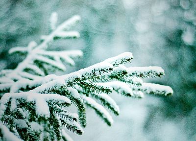 природа, зима, снег, деревья, боке, сосны - обои на рабочий стол