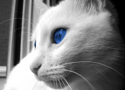 кошки, голубые глаза, животные - обои на рабочий стол
