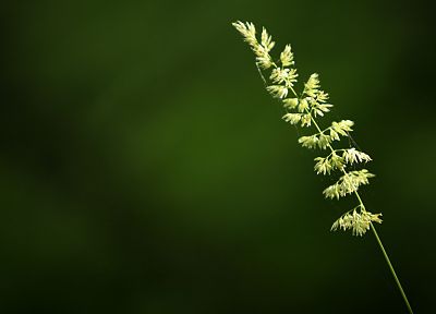 зеленый, природа, трава, пшеница, паутина - случайные обои для рабочего стола