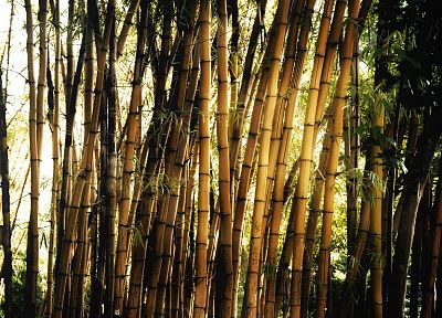бамбук - обои на рабочий стол