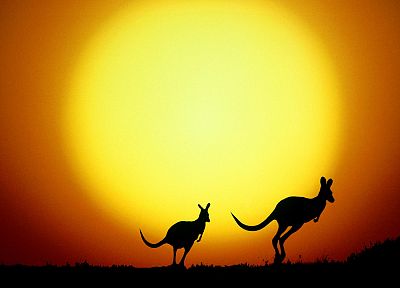 закат, Солнце, желтый цвет, животные, оранжевый цвет, силуэты, Австралия, кенгуру - похожие обои для рабочего стола