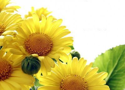 цветы, желтые цветы - случайные обои для рабочего стола