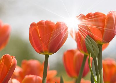 природа, цветы, растения, тюльпаны - случайные обои для рабочего стола