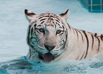 вода, снег, животные, живая природа, белый тигр, язык - обои на рабочий стол