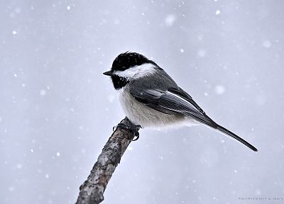 снег, птицы - случайные обои для рабочего стола