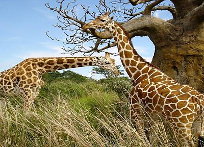 животные, жирафы - похожие обои для рабочего стола