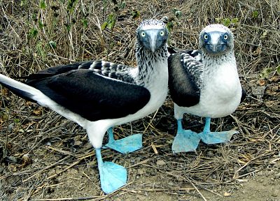 синий, природа, птицы, Galapagos - случайные обои для рабочего стола