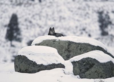 снег, животные, скалы, волки - случайные обои для рабочего стола