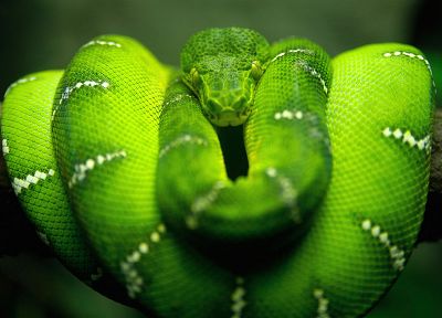 зеленый, змеи, филиалы - копия обоев рабочего стола