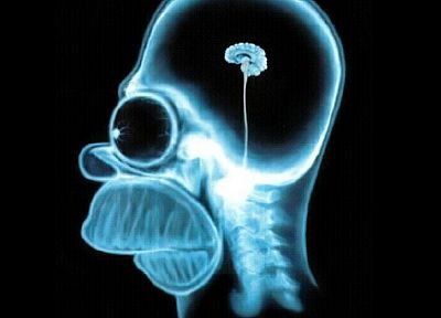 черепа, Гомер Симпсон, мозг, Симпсоны, X-Ray - случайные обои для рабочего стола