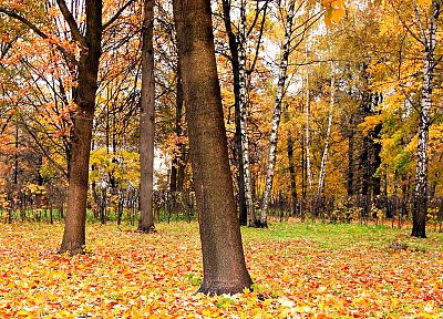 осень, леса - обои на рабочий стол