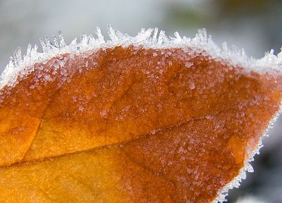 лед, природа, зима, лист, осень, замороженный - обои на рабочий стол
