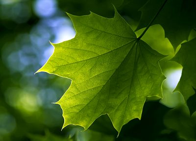 зеленый, природа, лист, листья, растения, кленовый лист, глубина резкости - похожие обои для рабочего стола