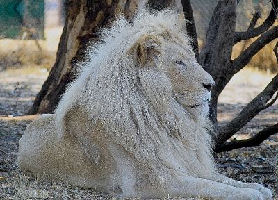 белые львы - случайные обои для рабочего стола