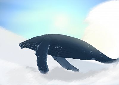 киты - случайные обои для рабочего стола