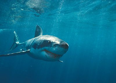 вода, океан, акулы - случайные обои для рабочего стола