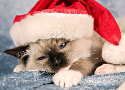 кошки, животные, Рождество шляпе - обои на рабочий стол