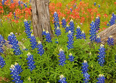 синий, страна, Техас, синие цветы, Bluebonnet - обои на рабочий стол