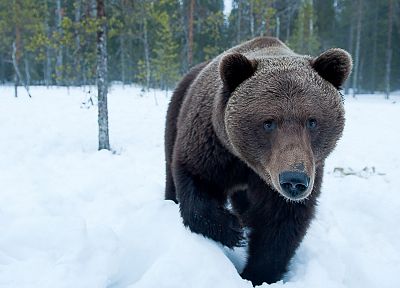 снег, леса, медведи - обои на рабочий стол