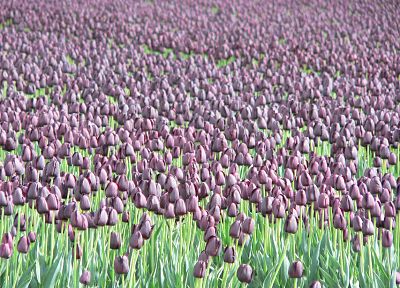цветы, поля, тюльпаны, фиолетовые цветы - похожие обои для рабочего стола