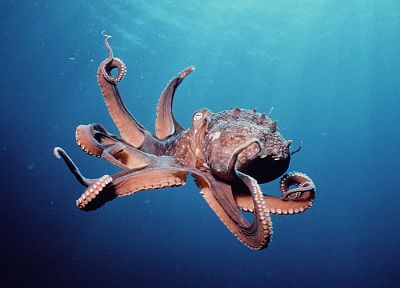 осьминоги, под водой, моллюски, Cephalopod - копия обоев рабочего стола